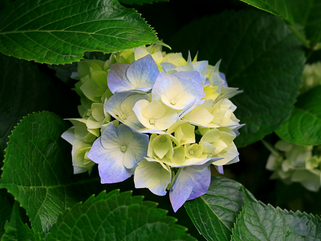 Hydrangeas_1.jpg